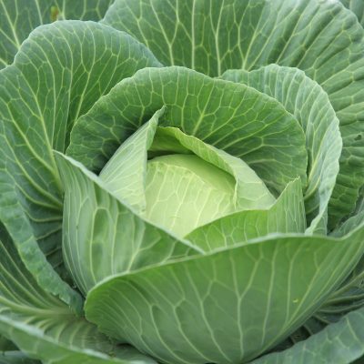 Meal Ideas for Cabbage (Easy, Good, and Cheap!)