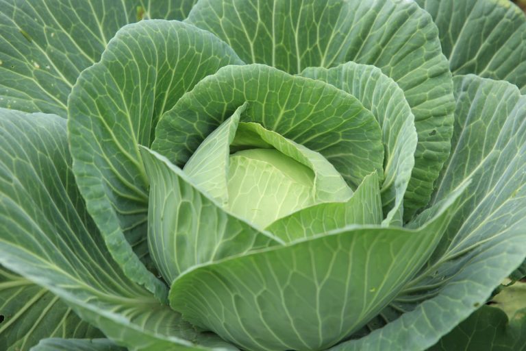Yummy uses for cabbage meal ideas