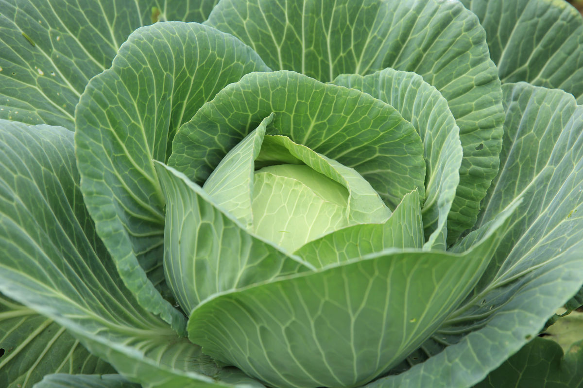 Meal Ideas for Cabbage (Easy, Good, and Cheap!)